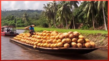 Harvesting the Most Delicious Coconut Oil in the World | Exotic Fruit Plantation