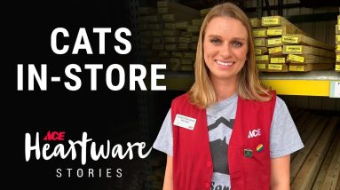 Cats In-Store - Ace Heartware Stories