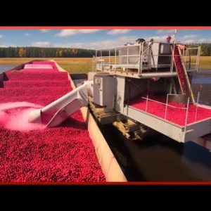 The Process of Harvesting Billions of Cranberries a Week | Start to Finish