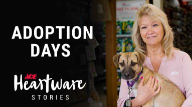 Adoption Days - Ace Heartware Stories