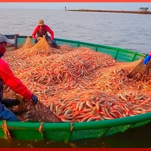 Shrimp Farming and Manufacturing in a $70 Billion Industry