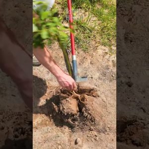 Good Idea For Planting