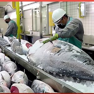 Tuna Fishing and Manufacturing Process | The Most Expensive Fish in the World