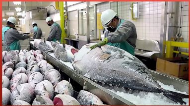 Tuna Fishing and Manufacturing Process | The Most Expensive Fish in the World