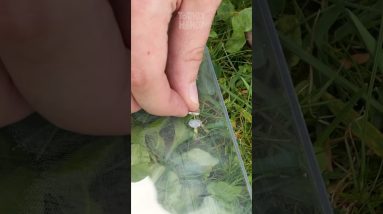 How To Make A Green House