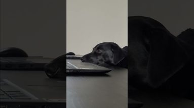 Meeting room dog - Not only you