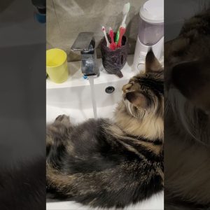 Does your cat like water